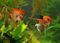 /album/acaras-bandeiras/freshwater-angelfish-jpg/